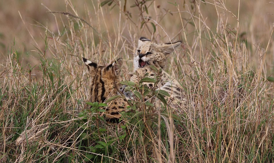 junge Servale in der Masai Mara