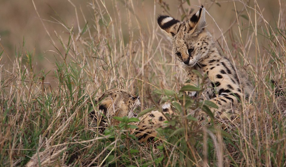 junge Servale in der Masai Mara
