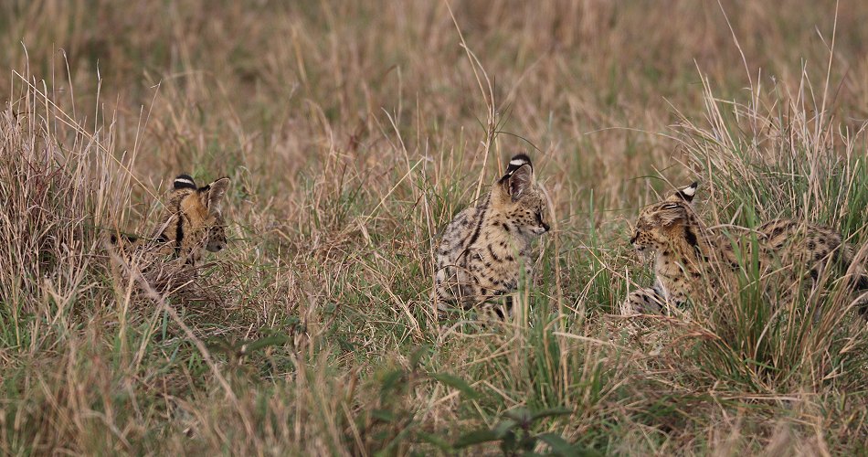 junge Servale in der Masai Mara