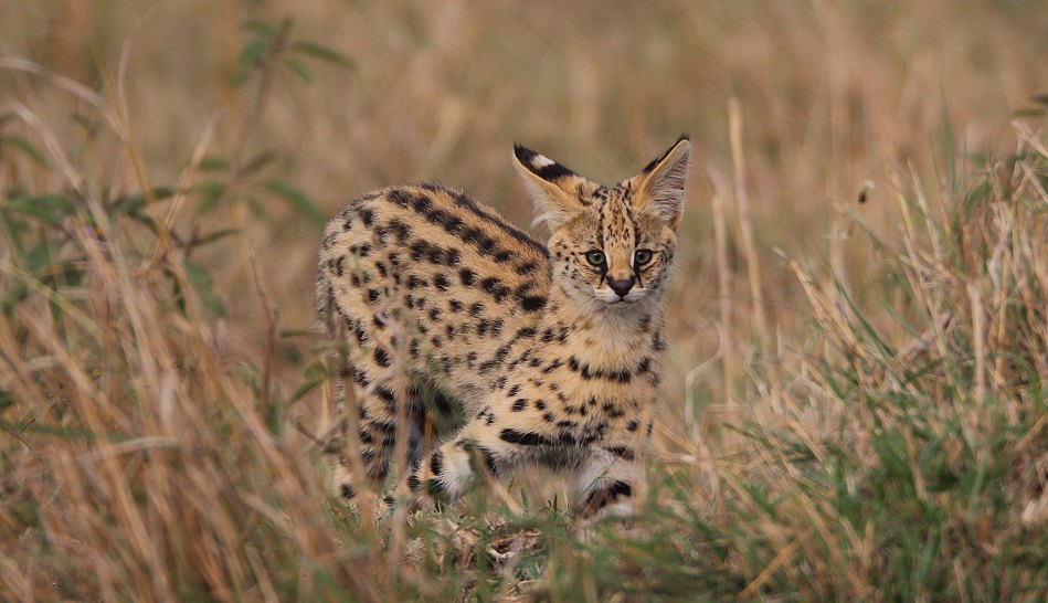 junge Servale in der Masai Mara