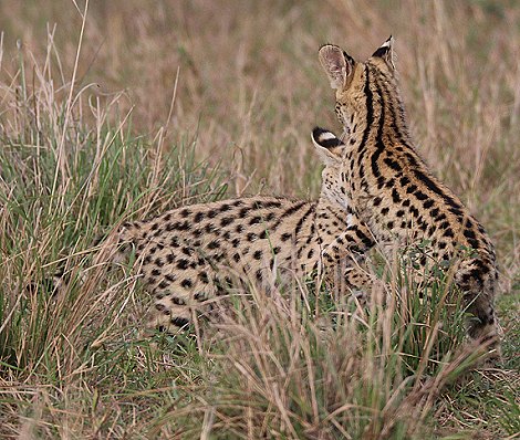 junge Servale in der Masai Mara