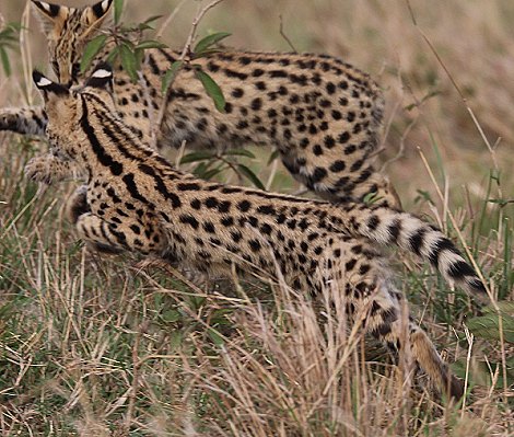 junge Servale in der Masai Mara