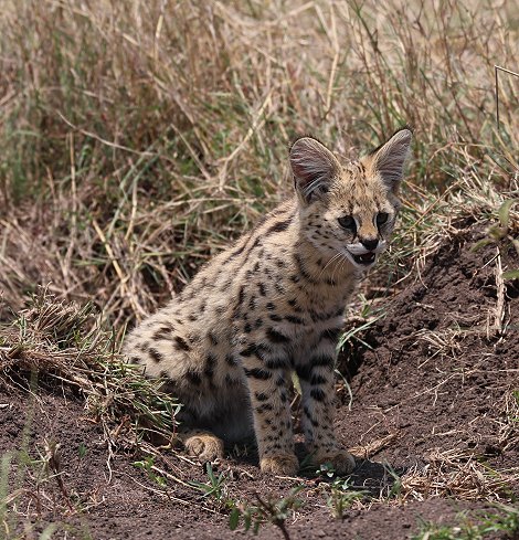 junge Servale in der Masai Mara