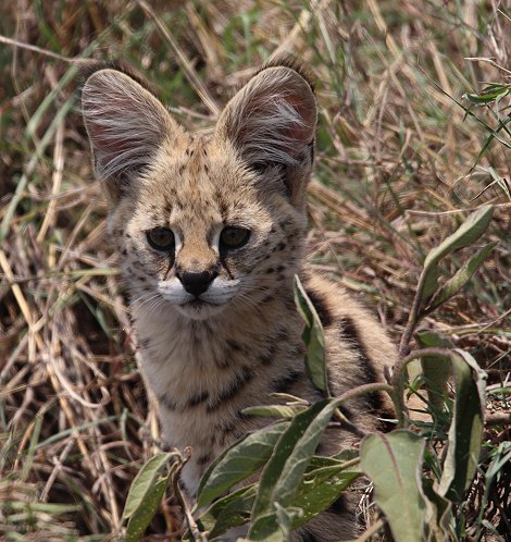 junge Servale in der Masai Mara