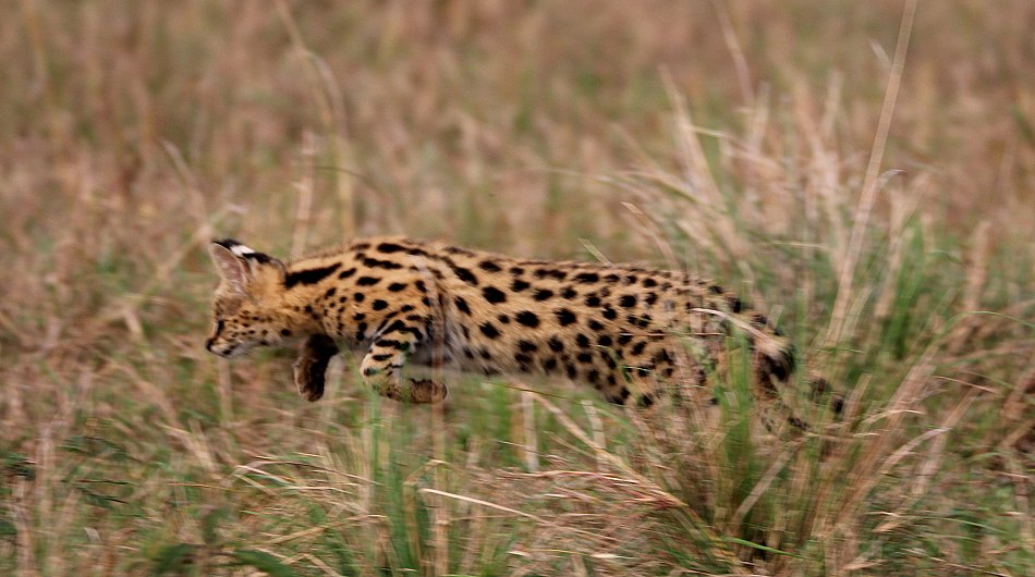 junge Servale in der Masai Mara