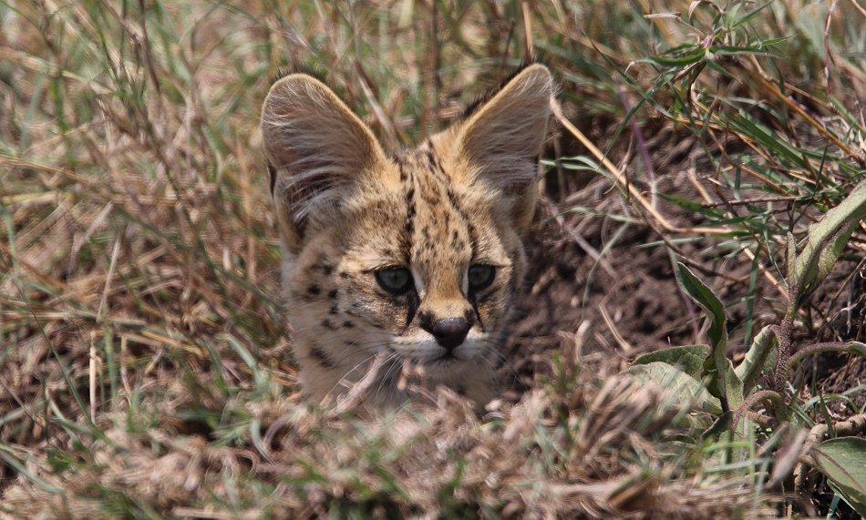 junge Servale in der Masai Mara