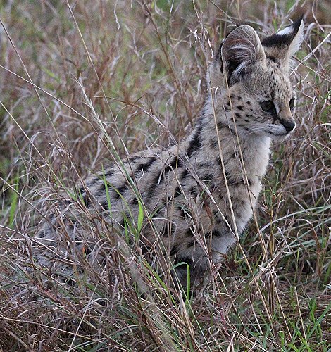 junger Serval
