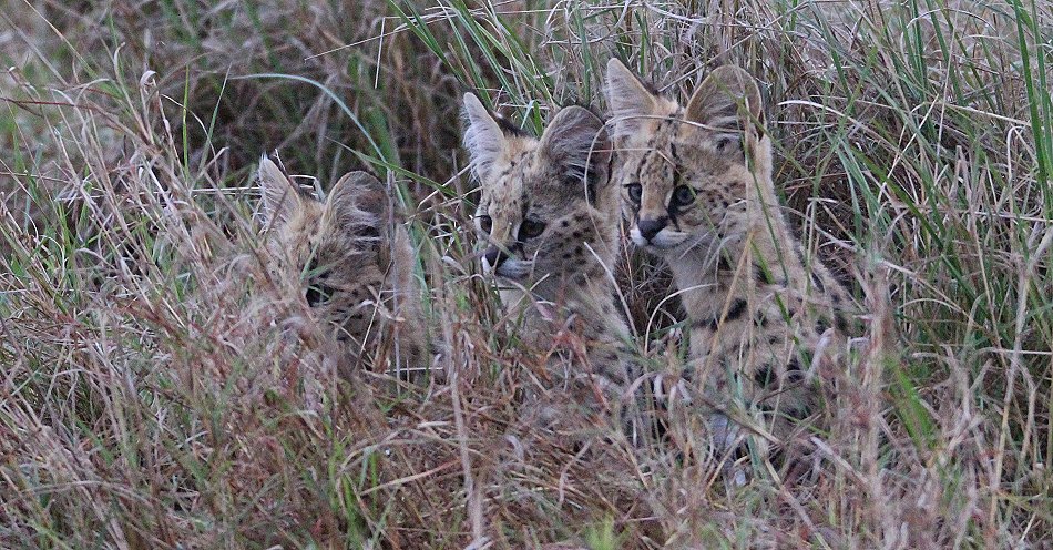 junger Serval