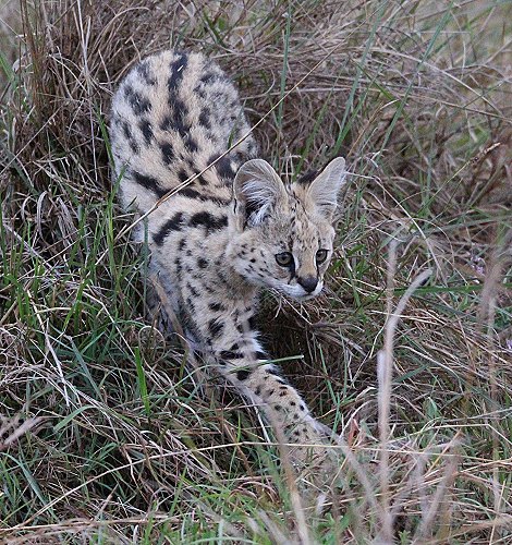 junger Serval