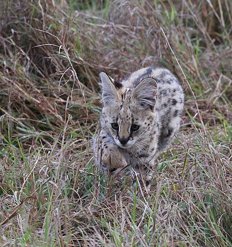 junger Serval