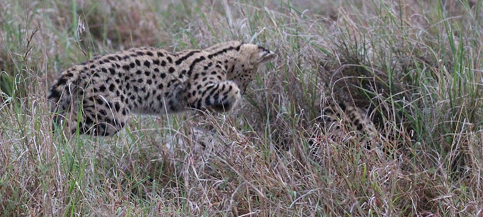 junger Serval