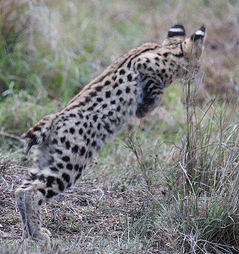 junger Serval