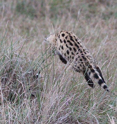 junger Serval