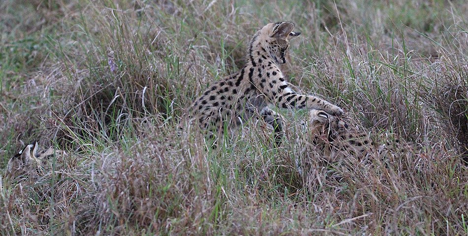 junger Serval