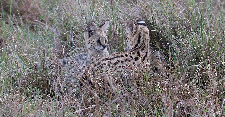 junger Serval
