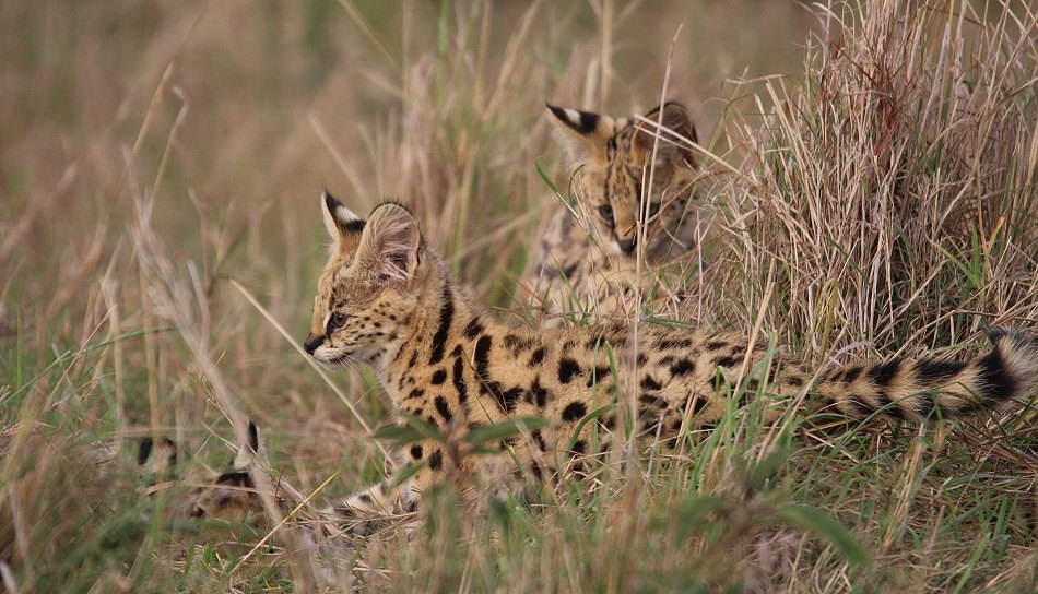 junge Servale in der Masai Mara