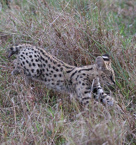 junger Serval