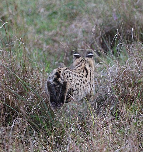 junger Serval