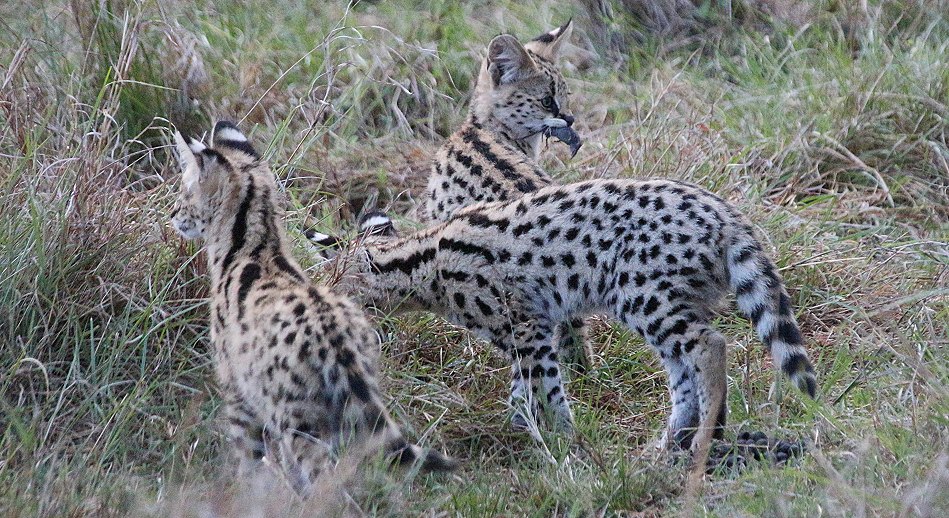 junger Serval