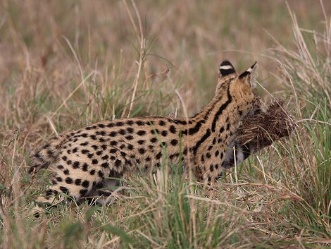 junge Servale in der Masai Mara