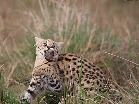 junge Servale in der Masai Mara