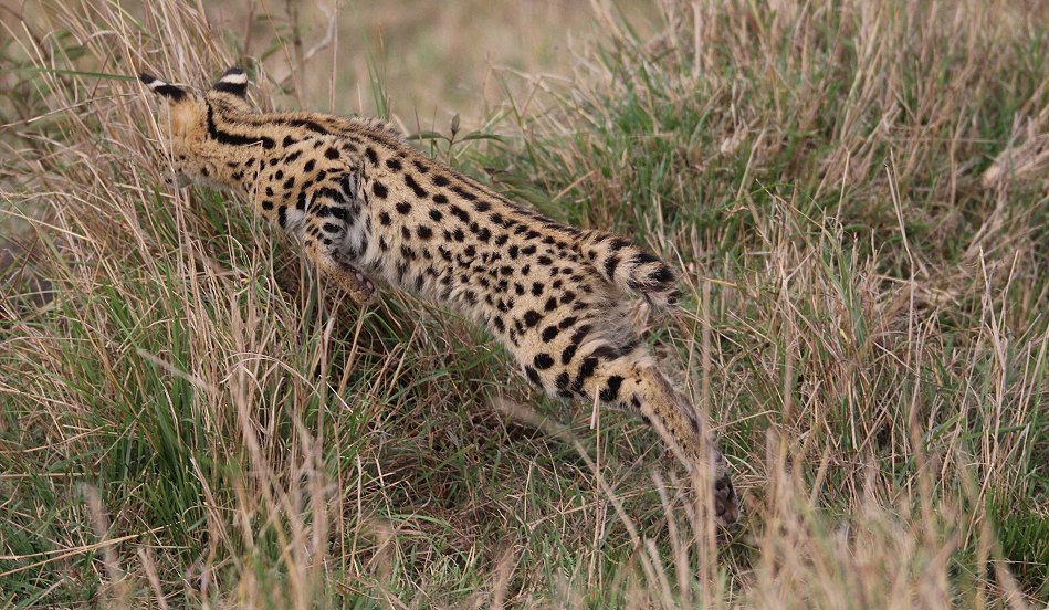 junge Servale in der Masai Mara