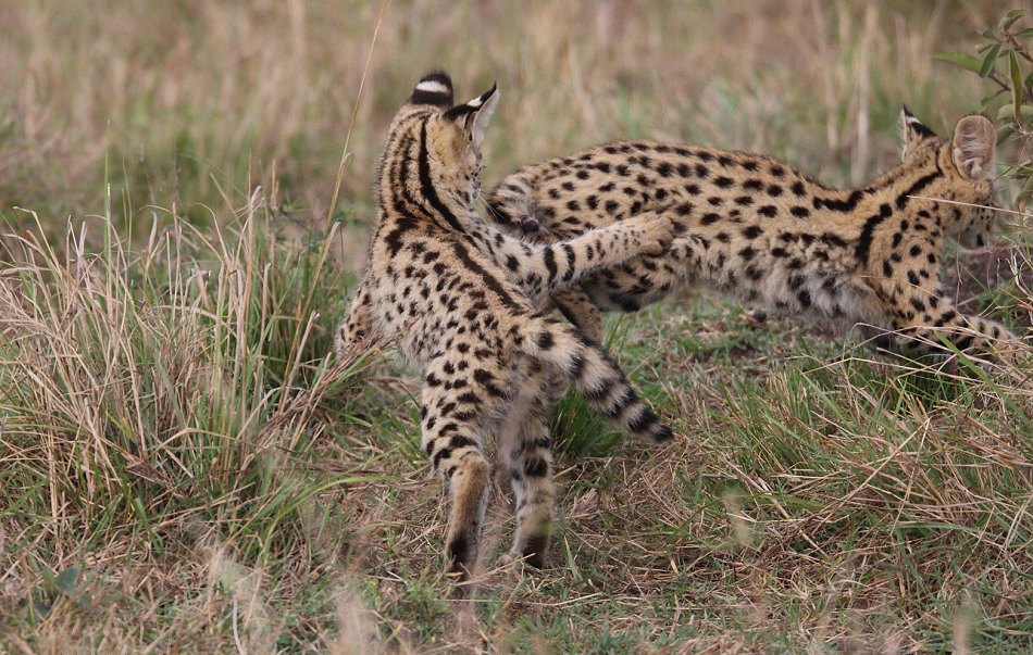 junge Servale in der Masai Mara