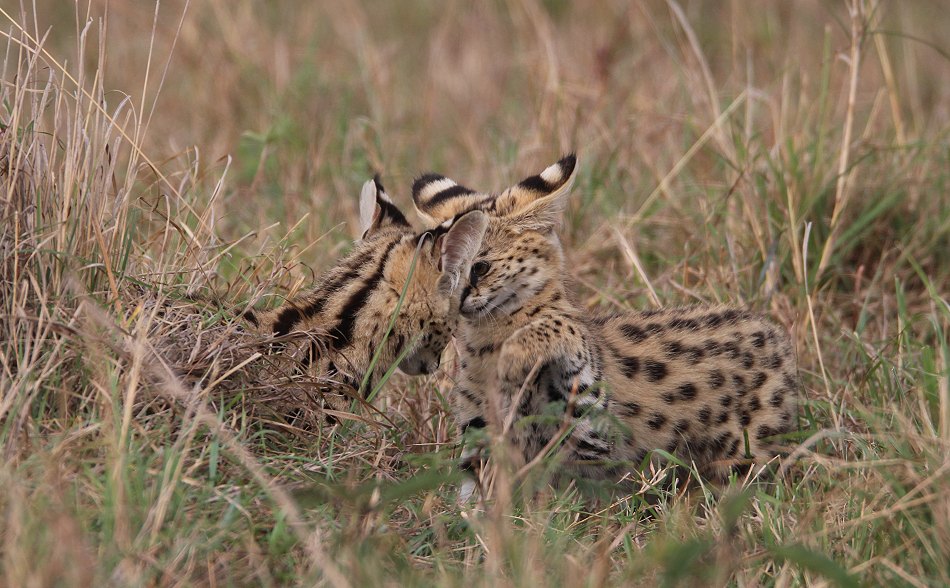 junge Servale in der Masai Mara