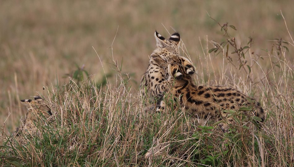 junge Servale in der Masai Mara