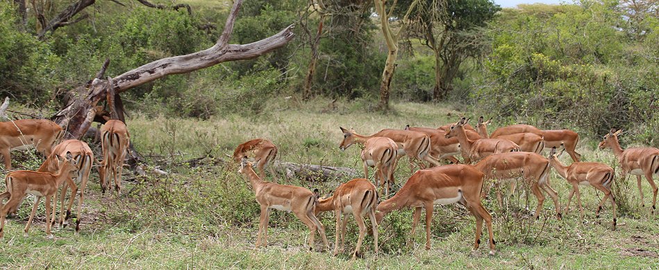 Impalas auf der Solio Ranch