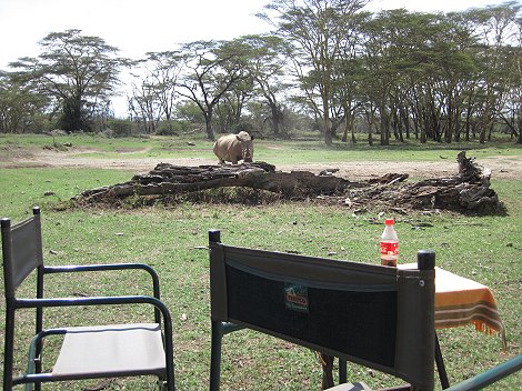 Lunch im Bush bei den Breitmaulnashörnern auf Solio