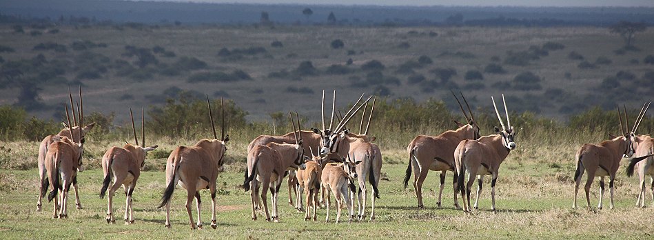 Oryx Antilopen auf Solio