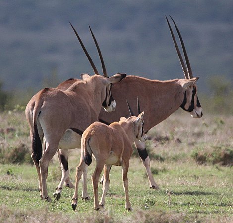 Oryx Antilopen auf Solio