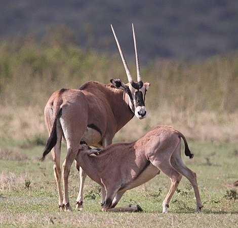 Oryx Antilopen auf Solio