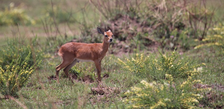 Steinböckchen in der Masai Mara
