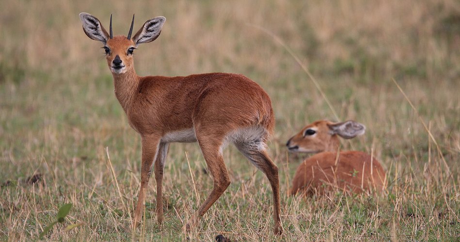 Steinböckchen in der Masai Mara