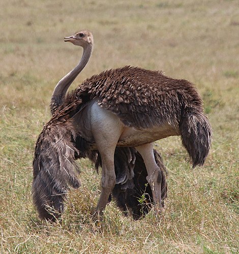 Masai Strauß