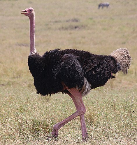 Masai Strauß