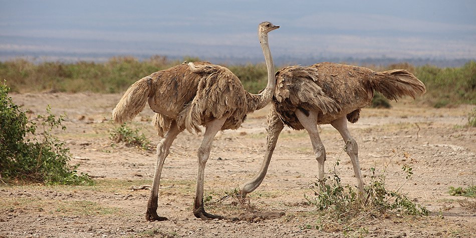 Strauße im Amboseli National Park