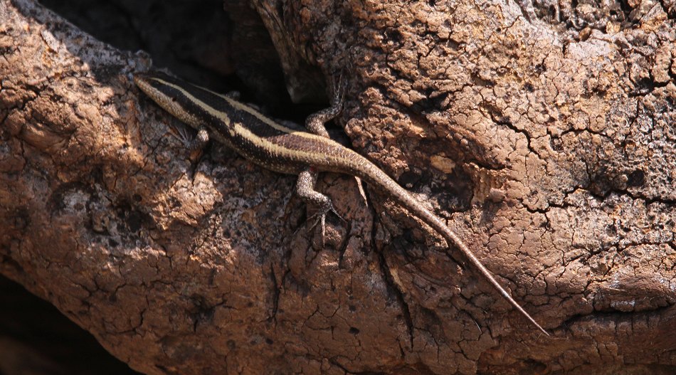 Streifenskink