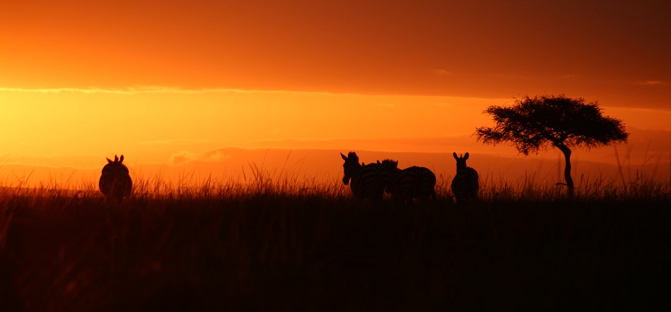 Zebras im Sonneaufgang