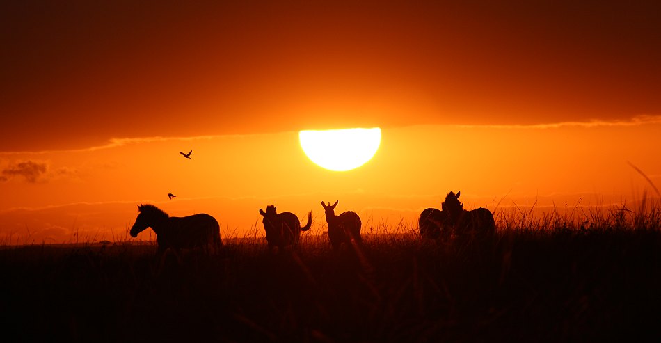 Zebras im Sonnenaufgang
