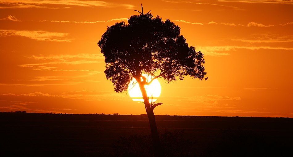 im Mara Bush Camp