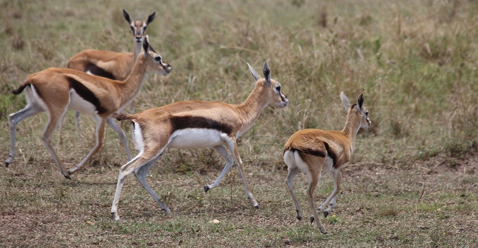 Thomson Gazellen in der Masai Mara
