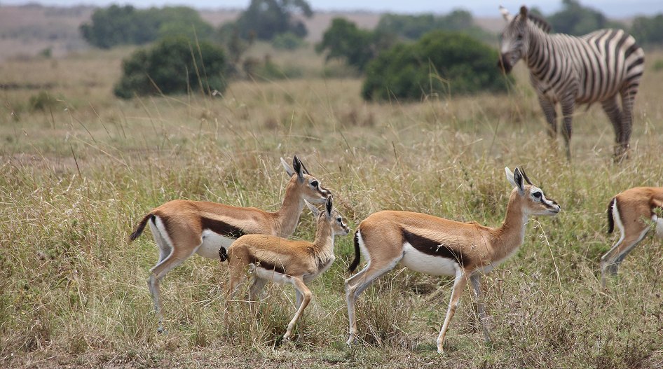 Thomson Gazellen in der Masai Mara