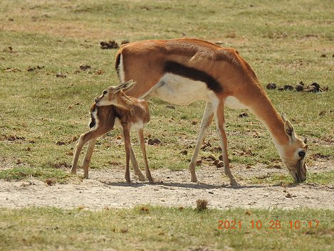 Thomson Gazellen im Amboseli National Park