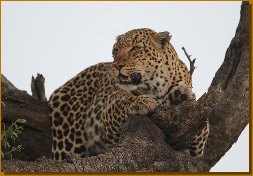 Leopardin Lorian, Masai Mara Oktober 2021