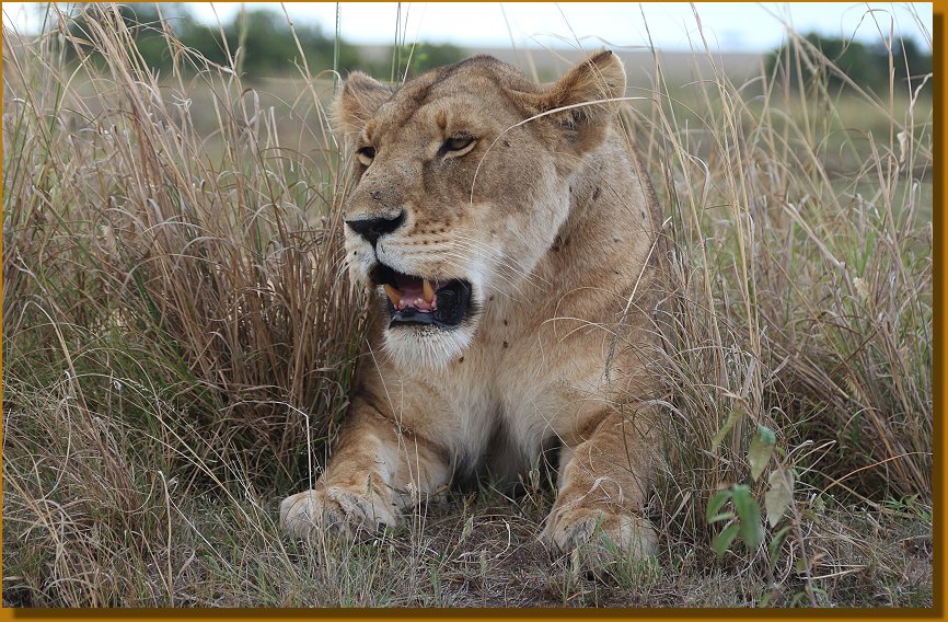 Löwin in der Masai Mara