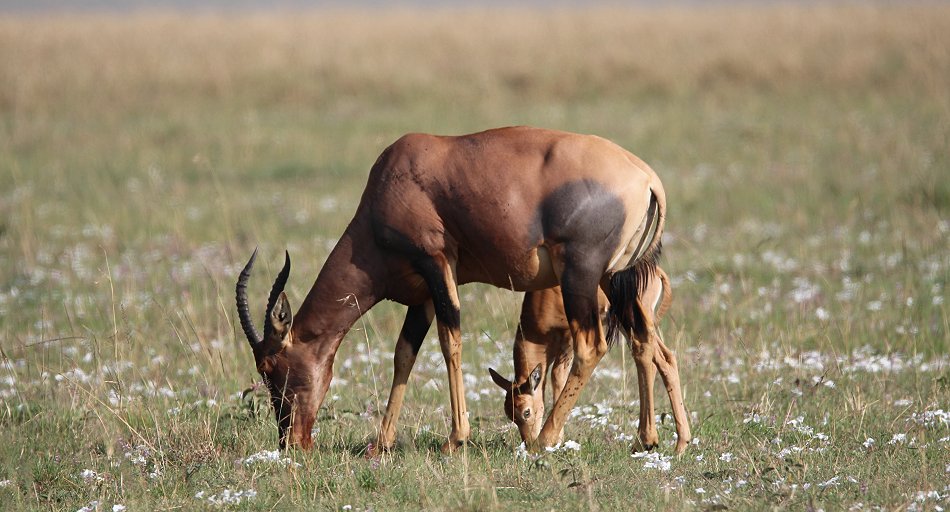 Leierantilope in der Masai Mara