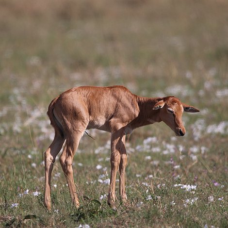 Topi in der Masai Mara